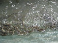泥鰍苗